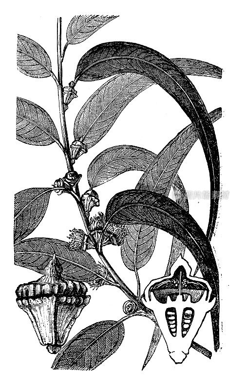 古植物学插图:蓝桉、南方蓝胶