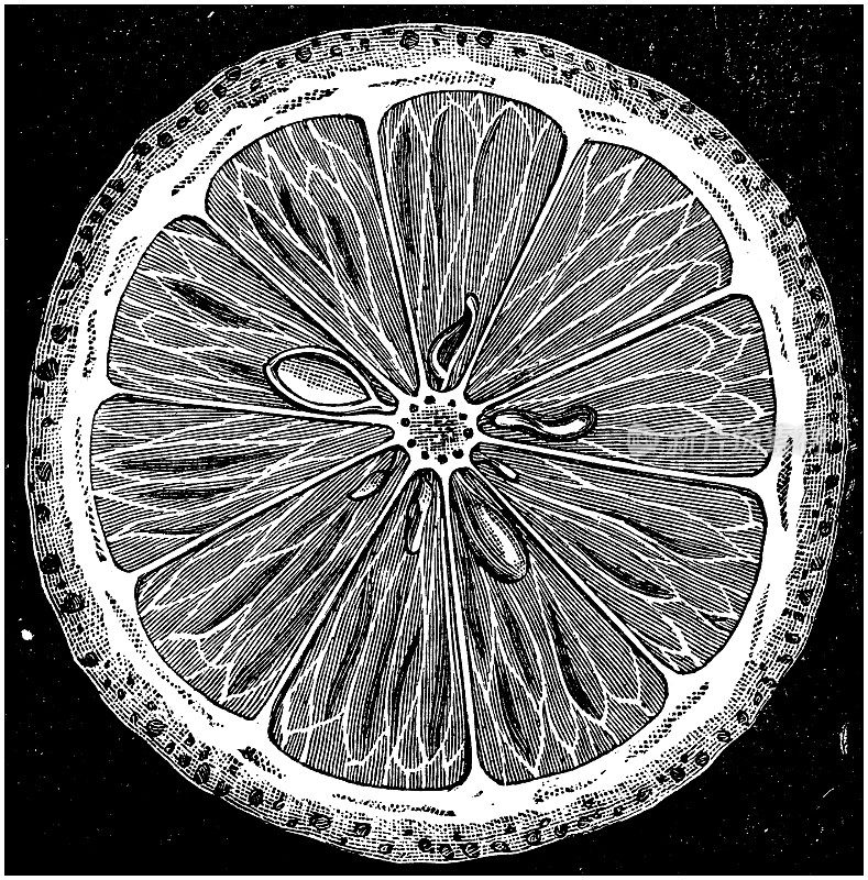 古董植物学插图:柠檬片