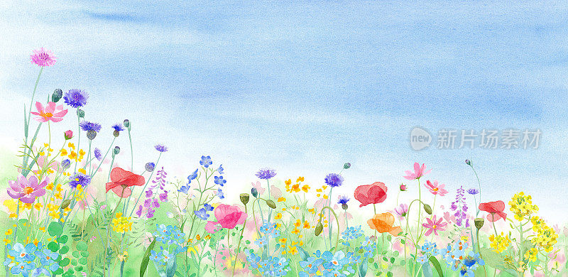 一幅各种花卉盛开的春天田野风景的水彩画。横幅背景。