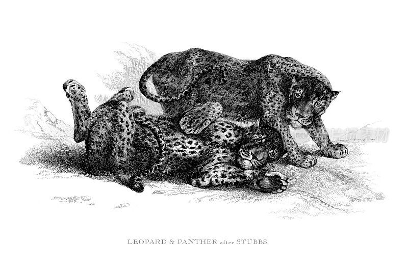 野生豹和豹子雕刻插图