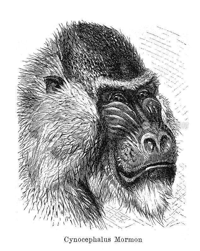 山魈雄猴的头，画于1898年