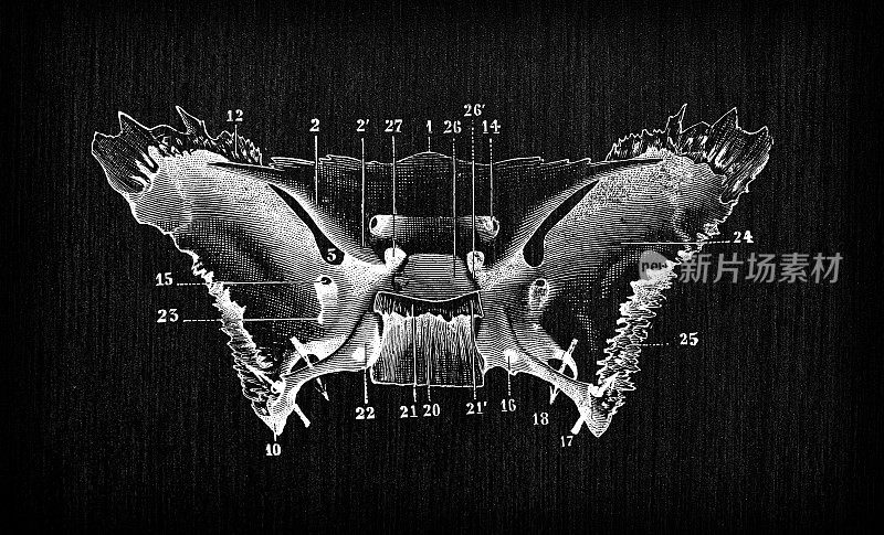 人体解剖骨骼古玩插图，头骨:蝶骨