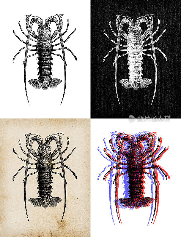 古色古香的动物插图:刺龙虾，朗格斯塔，海螯虾，龙虾