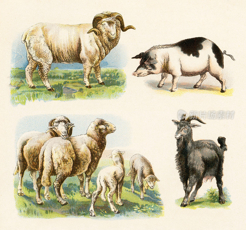 绵羊猪山羊插图1899