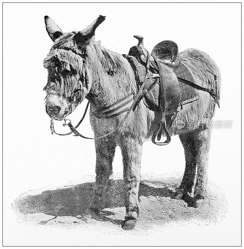 古色古香的加州旅行照片:驴子