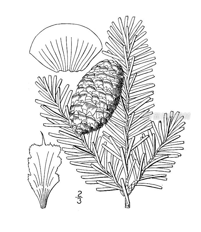 古董植物学植物插图:冷杉Fraseri，弗雷泽的香脂冷杉