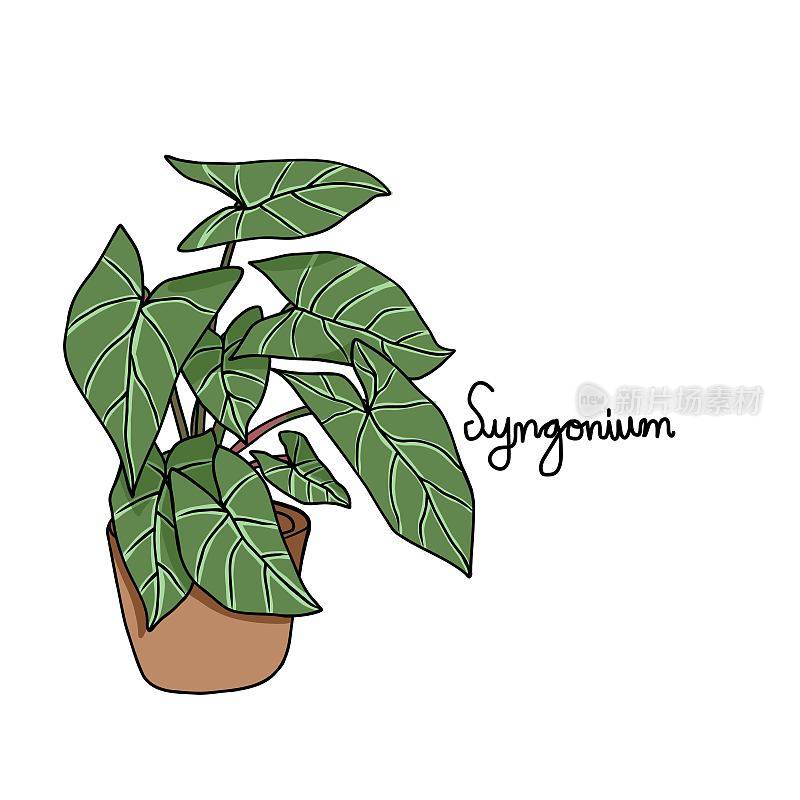 Syngonium植物绘制矢量插图