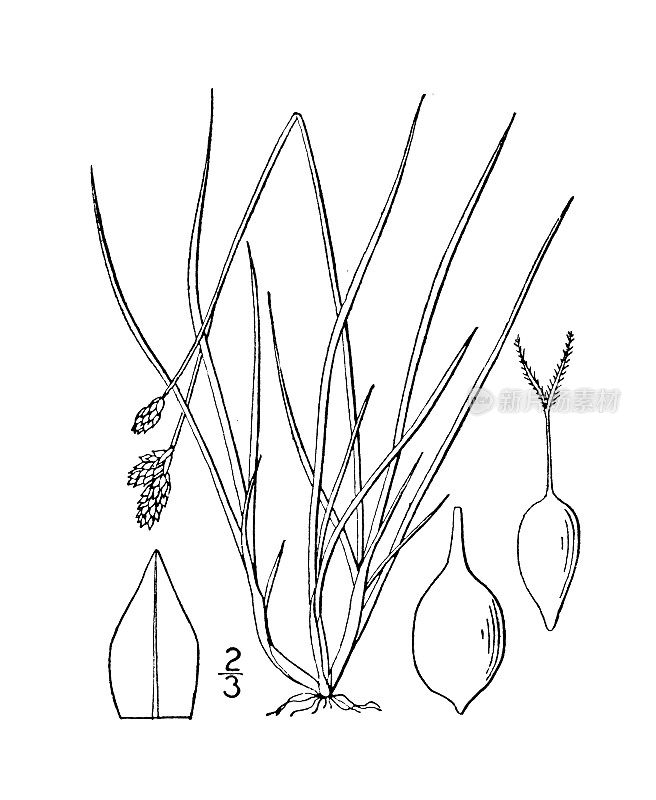 古植物学植物插图:苔草，北极兔脚莎草