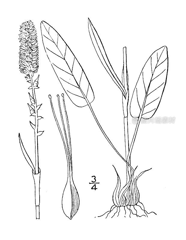 古植物学植物插图:珠孢蓼、高山蓼