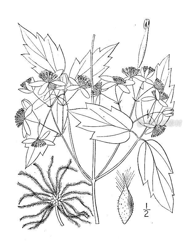 古董植物学植物插图:铁线莲弗吉尼亚，维珍的凉亭
