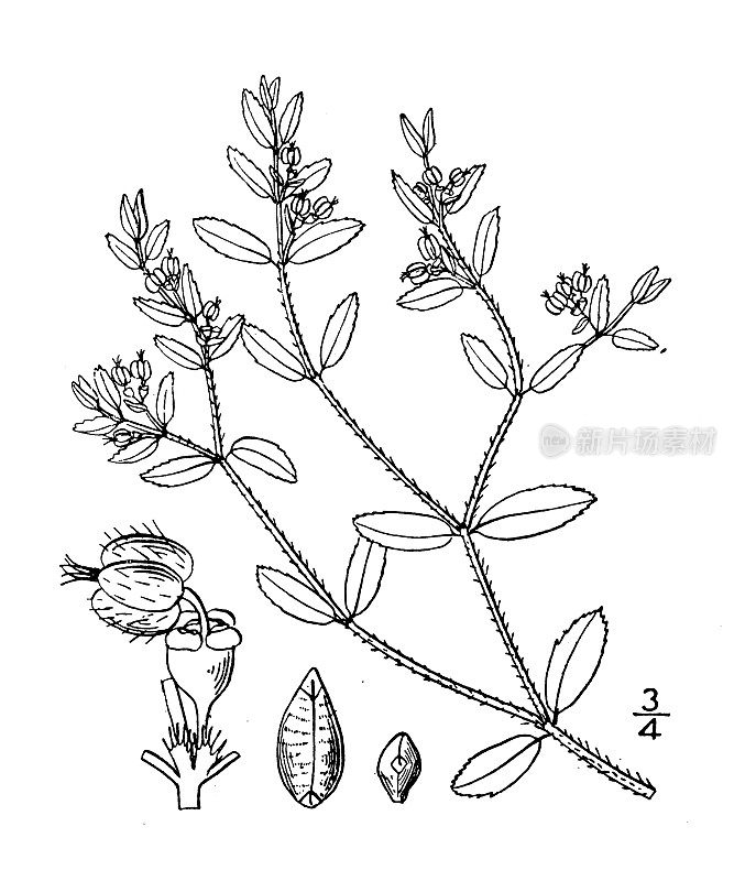 古植物学植物插图:大戟，毛状大戟