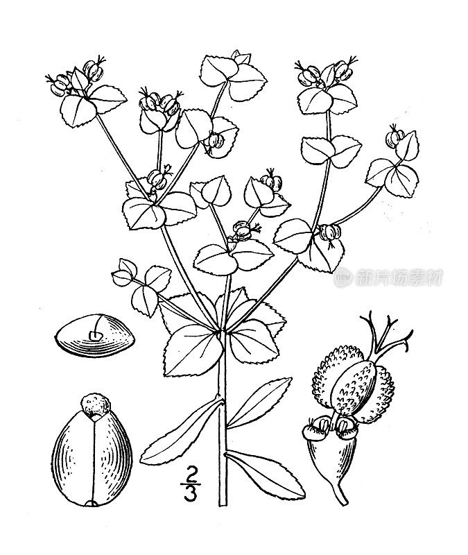 古植物学植物插图:白叶大戟，宽叶大戟