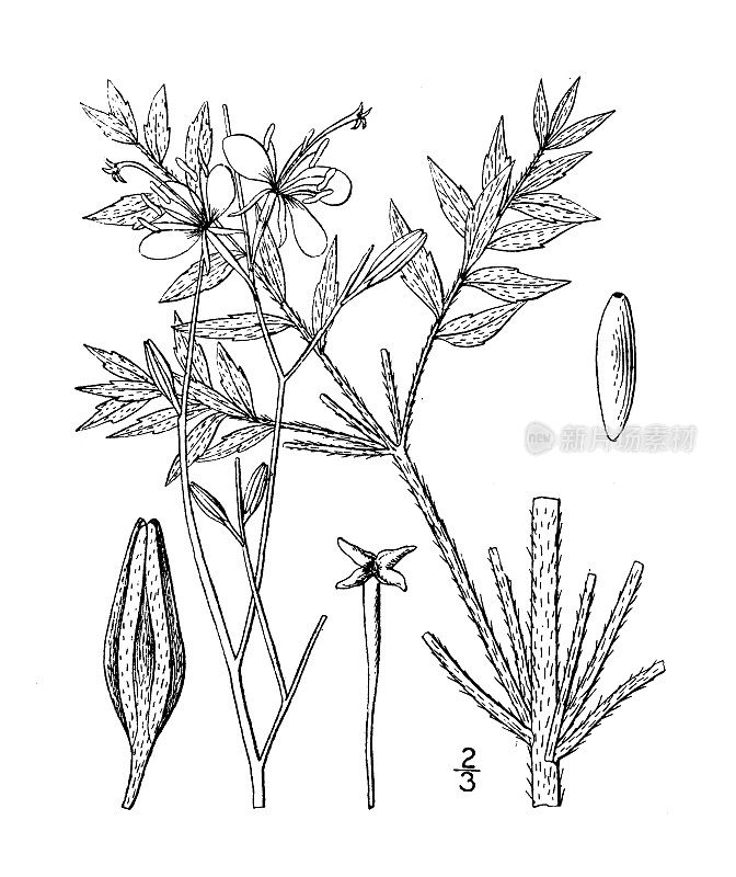 古植物学植物插图:高拉villosa，羊毛高拉