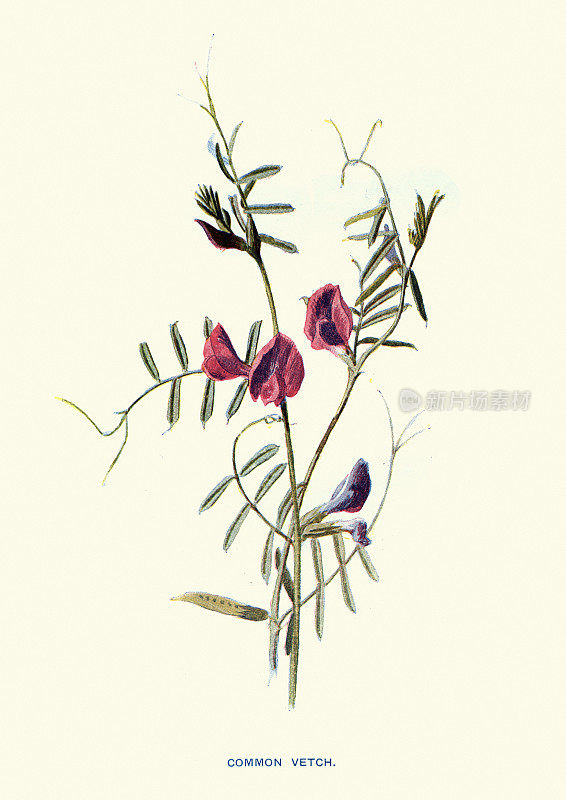 豌豆，常见的野豌豆，红花，植物艺术版画
