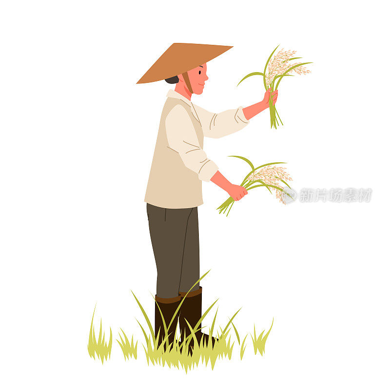 在稻田收割的农民
