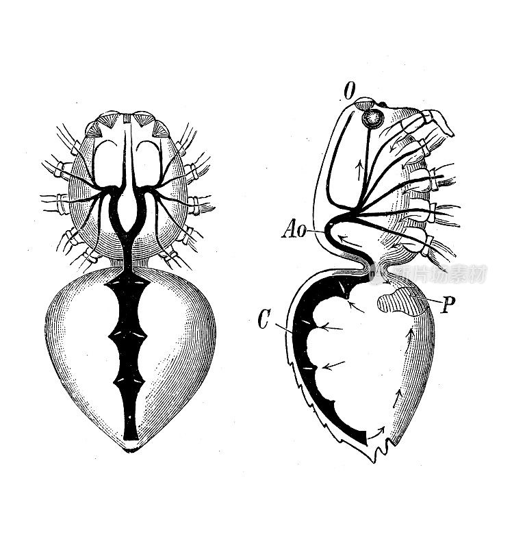 古董生物动物学图像:莱科萨