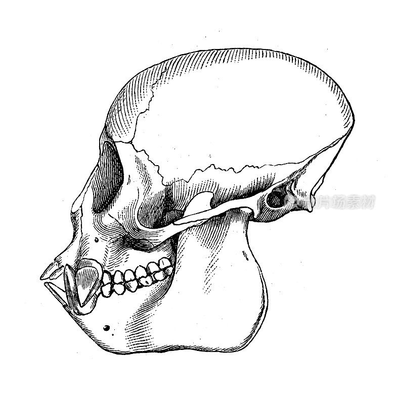 古代生物动物学图像:黑须僧帽猴头骨