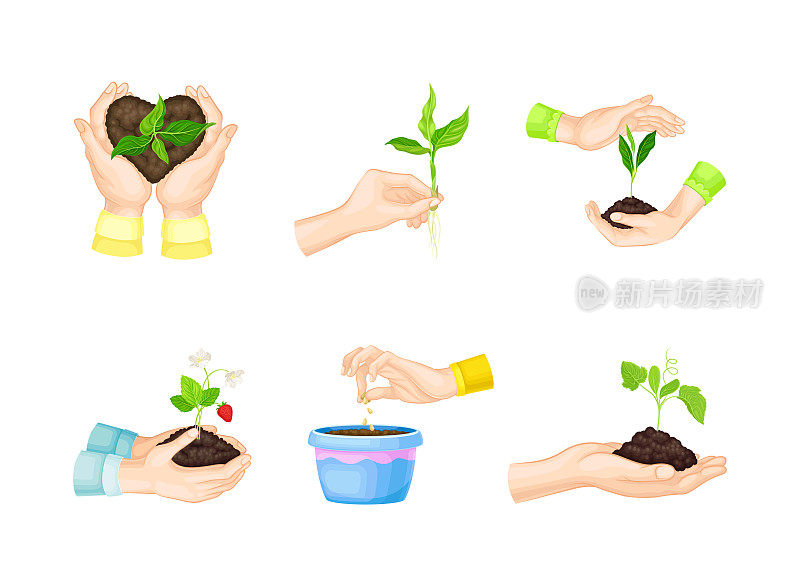 手工种植和培育幼树或在土壤载体中生长的幼苗