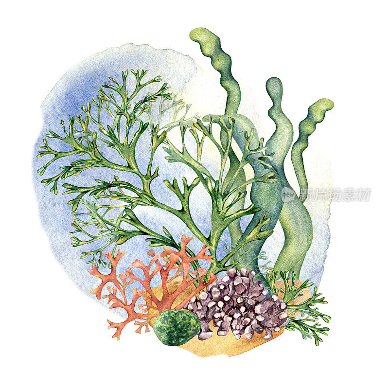 构成彩色海洋植物水彩画孤立在白色。