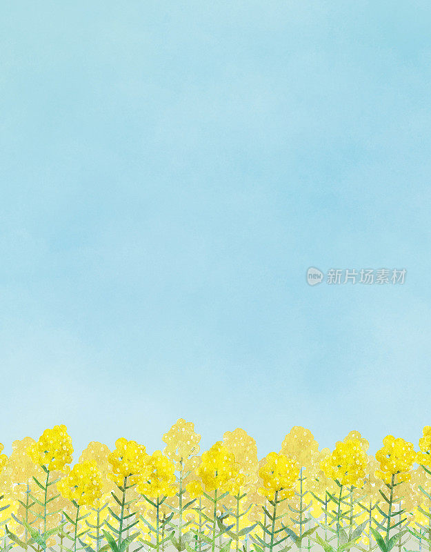 水彩背景插图的天空和油菜花田