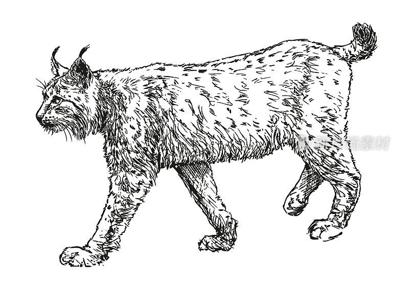 山猫-猫科动物欧亚山猫，手绘黑白矢量插图在白色