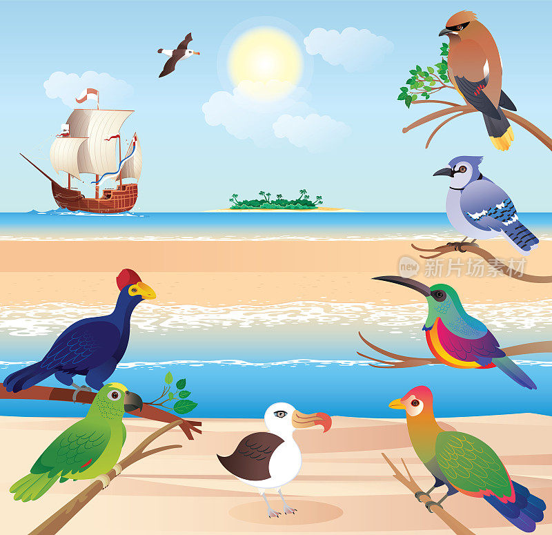 海滩上的热带鸟类