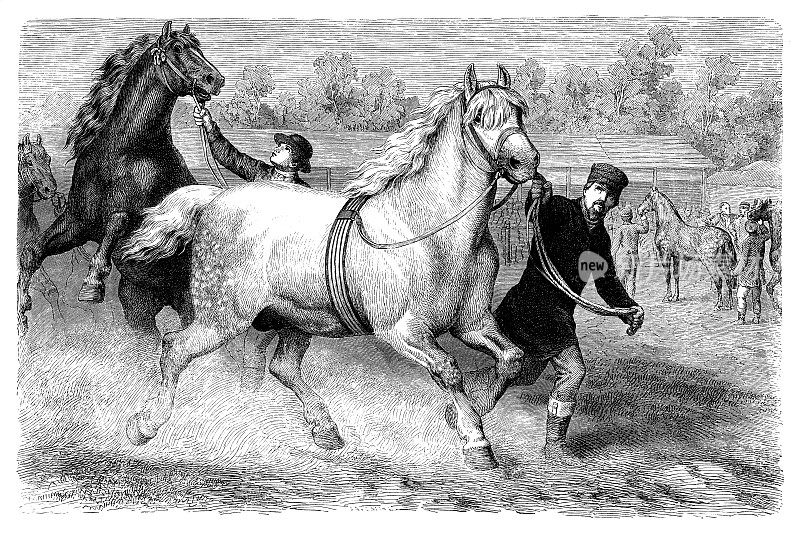 Percheron是一种役用马，起源于法国西部的Huisne河谷，前Perche省的一部分，该品种的名字由此而来