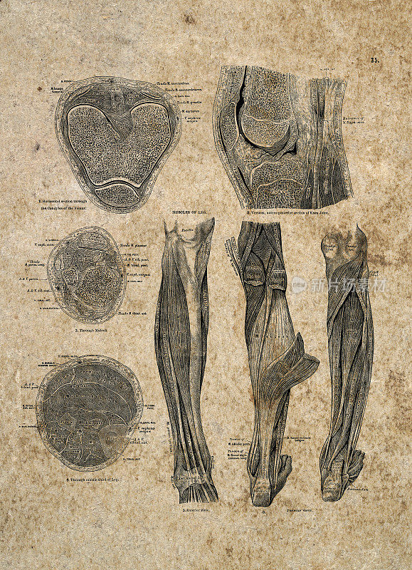 腿部肌肉，人体解剖学，古典生物医学插图，维多利亚解剖图，19世纪