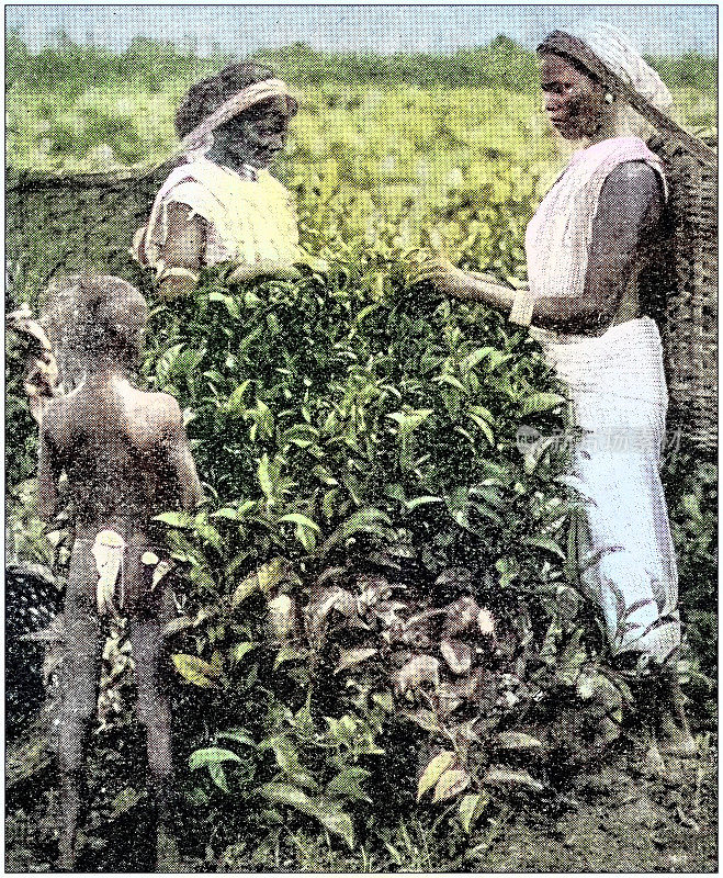 古玩照片:茶树种植业