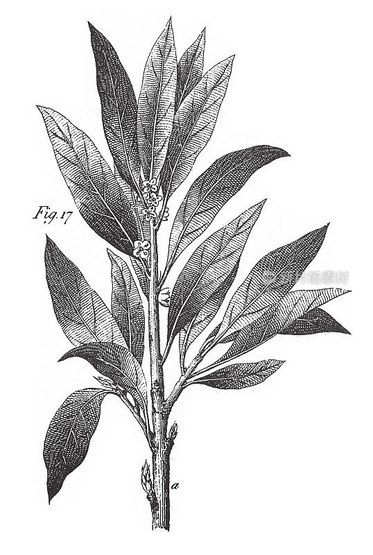维克多的月桂，芳香植物雕刻古董插图，出版于1851年