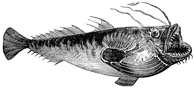 琵琶鱼——19世纪