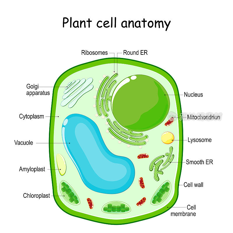 植物细胞结构。