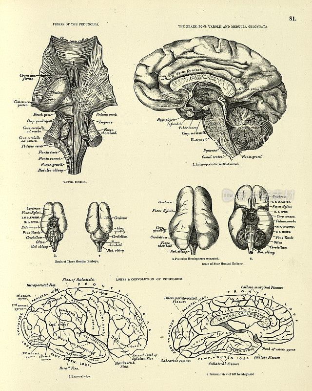 解剖学，人脑，花梗，胚胎，大脑，维多利亚时代的解剖画
