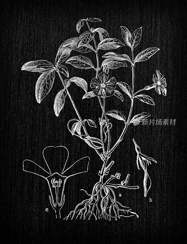 植物学植物古董雕刻插图:小长春花(小长春花、矮长春花)