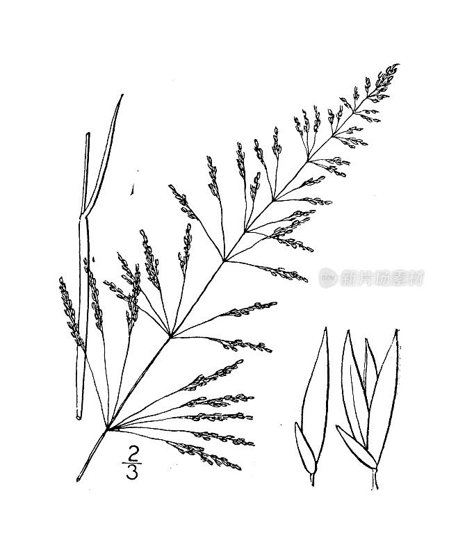 古植物学植物插图:细藤芽孢，尖滴草花