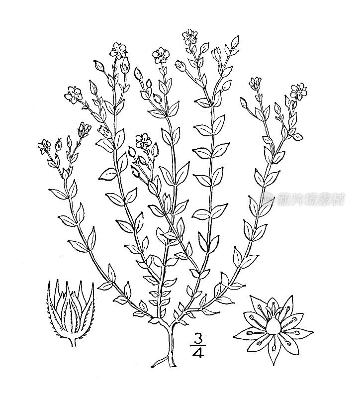 古植物学植物插图:沙粒、百里香叶沙草