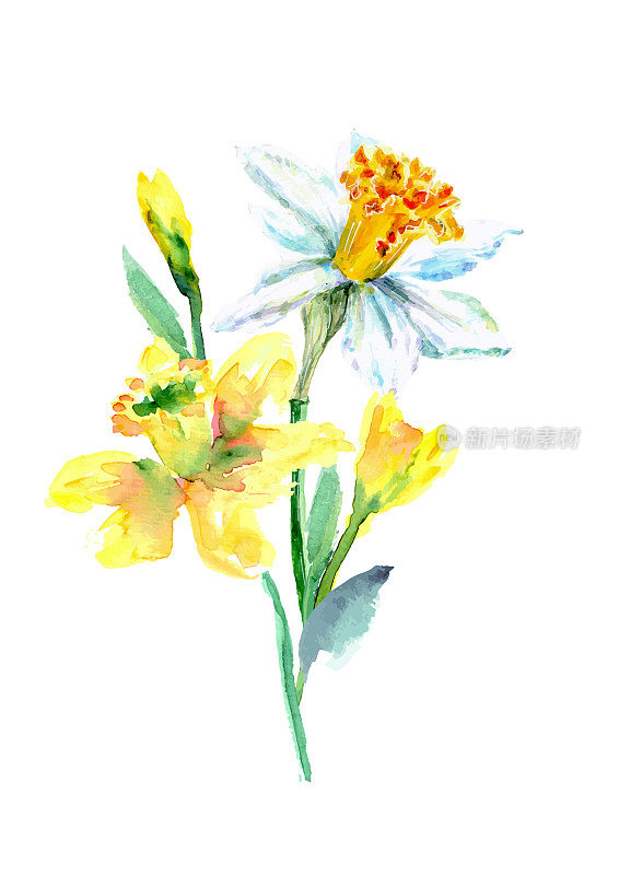 Daffodilbouquet向量
