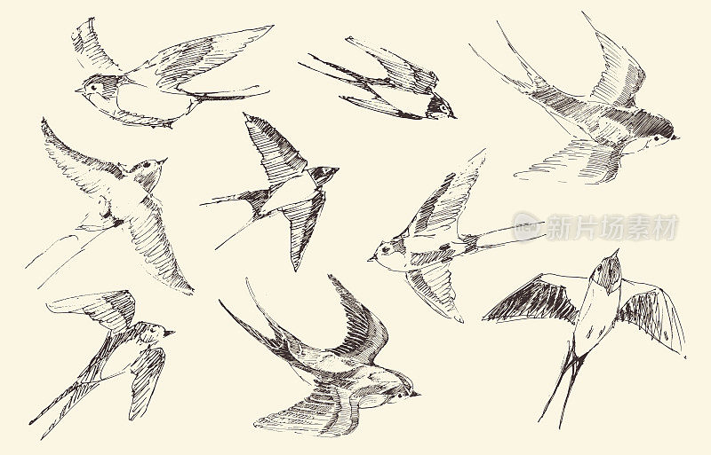 燕子飞鸟向量，手绘，素描