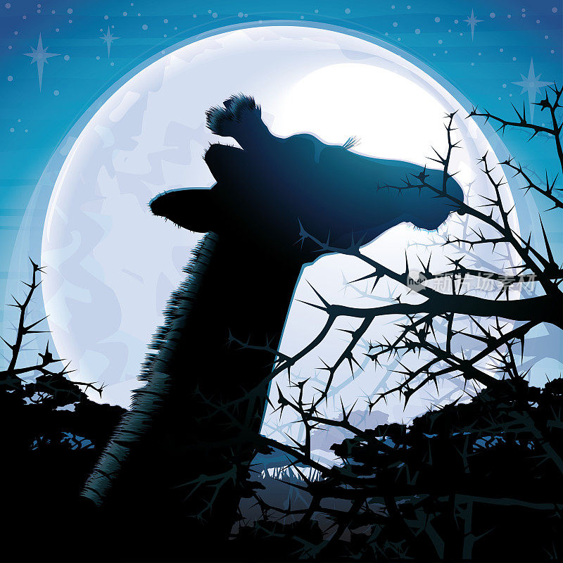 蓝月亮下的热带草原长颈鹿剪影狩猎