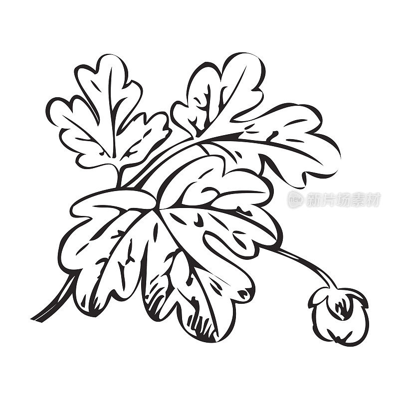 花灌木复古黑在白色的背景矢量，手绘装饰花复古轮廓，与芽印花设计的近距离分支