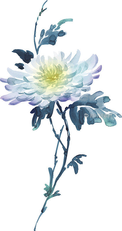 盛开花朵的水墨插画。烟灰墨颜色风格。