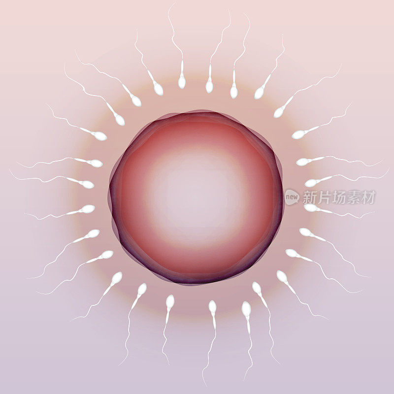 精子和卵子-载体插图