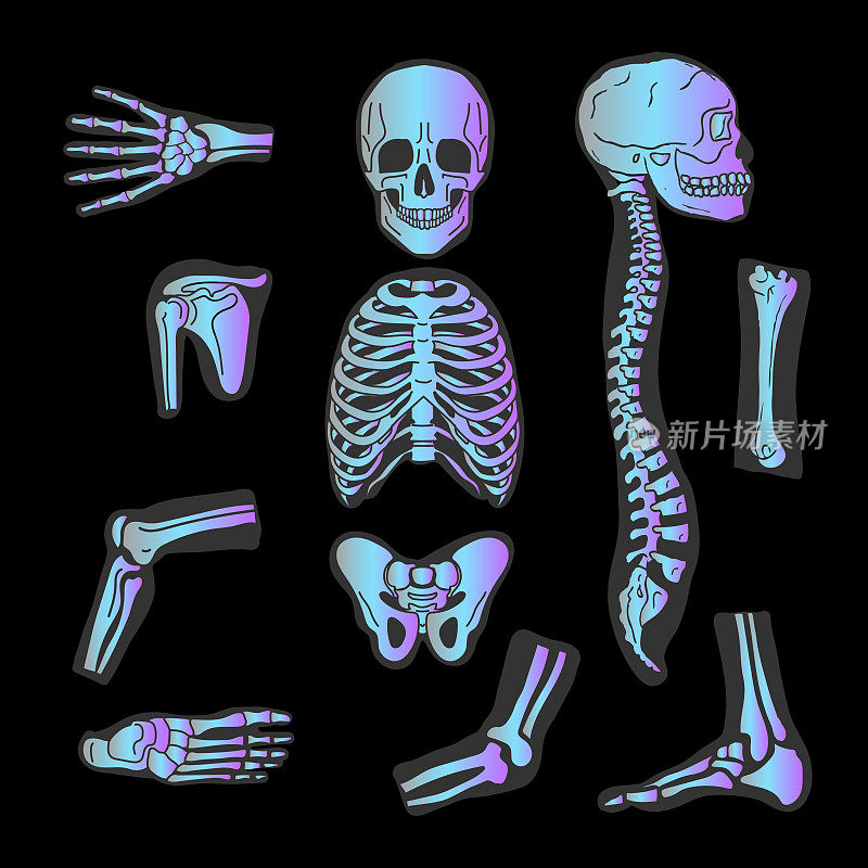 人体关节向量集。x射线。骨科和脊柱符号。肘、膝、腕和康复，手和骨干插图。孤立的