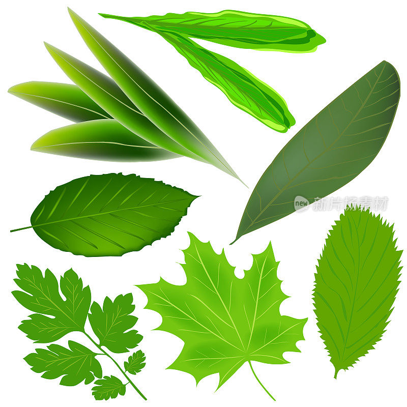 一组绿叶孤立在白色的背景。绿色热带叶。不同植物的叶子。向量。