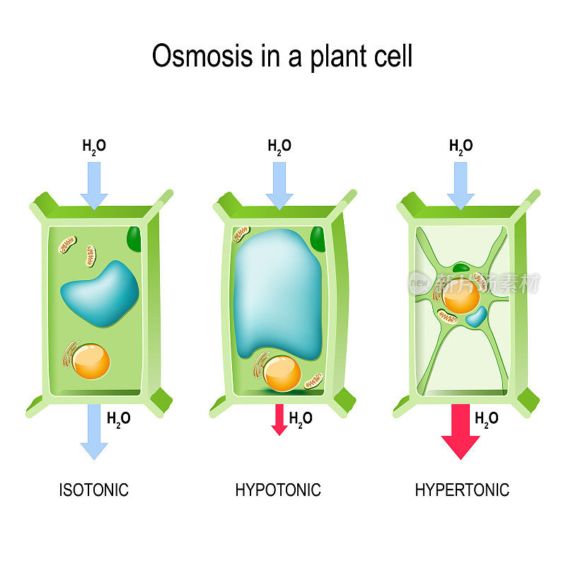 植物细胞中的渗透作用。