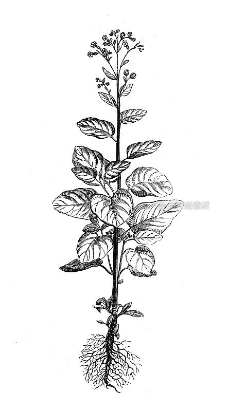 来自农业百科全书的古董插图，植物:烟草(阿兹特克烟草，烈性烟草，ucuch)