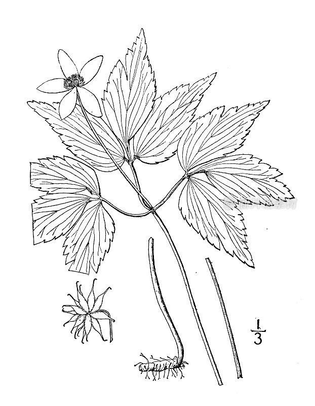 古植物学植物插图:三叶海葵、山海葵