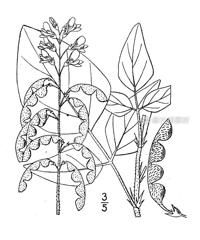 古植物学植物插图:菱形双裂梅、菱形叶三叶草