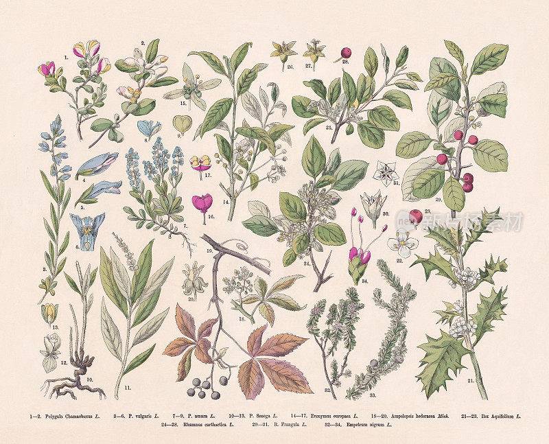 开花植物(蔷薇和真花)，手工彩色木刻，1887年出版
