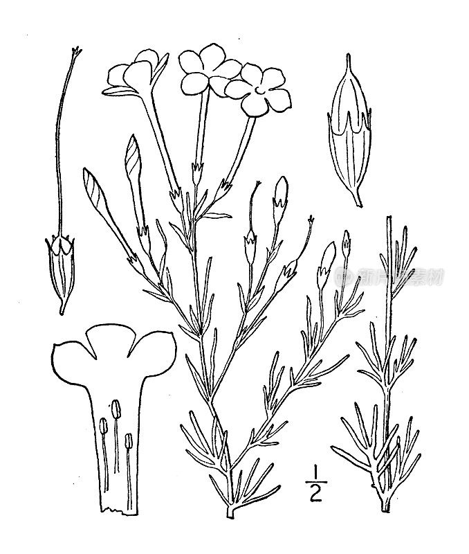 古植物学植物插图:长花吉利亚，白花吉利亚